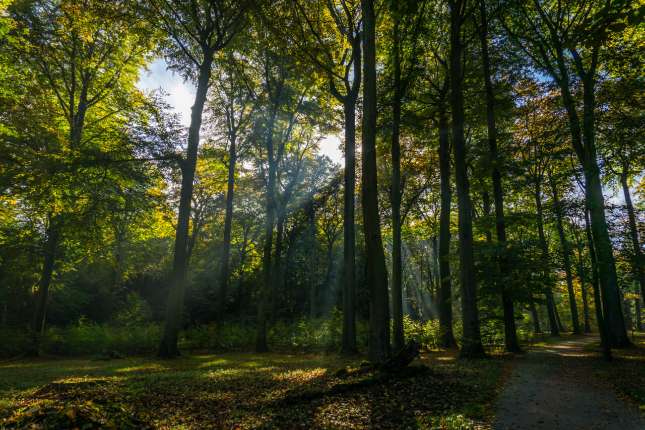 dortmunder parks