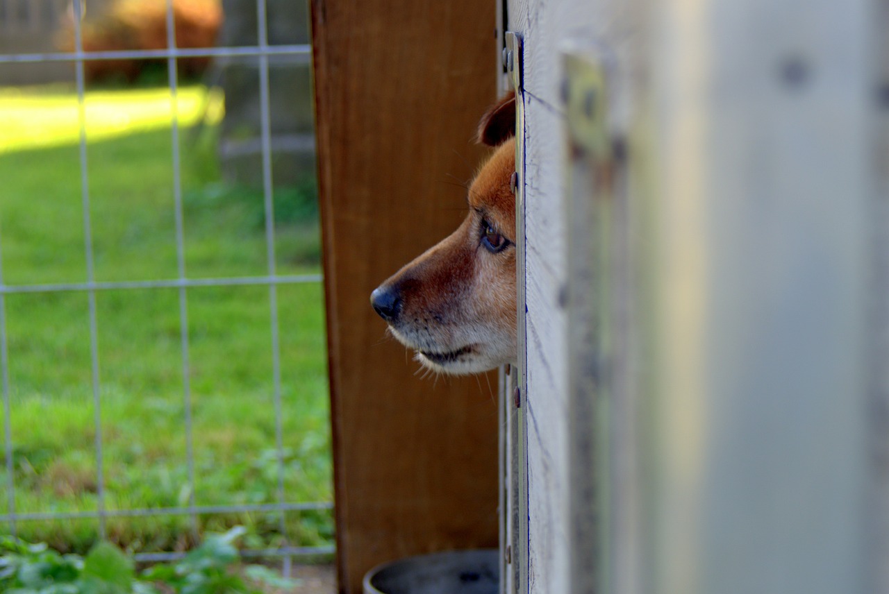 Tierheim Dortmund