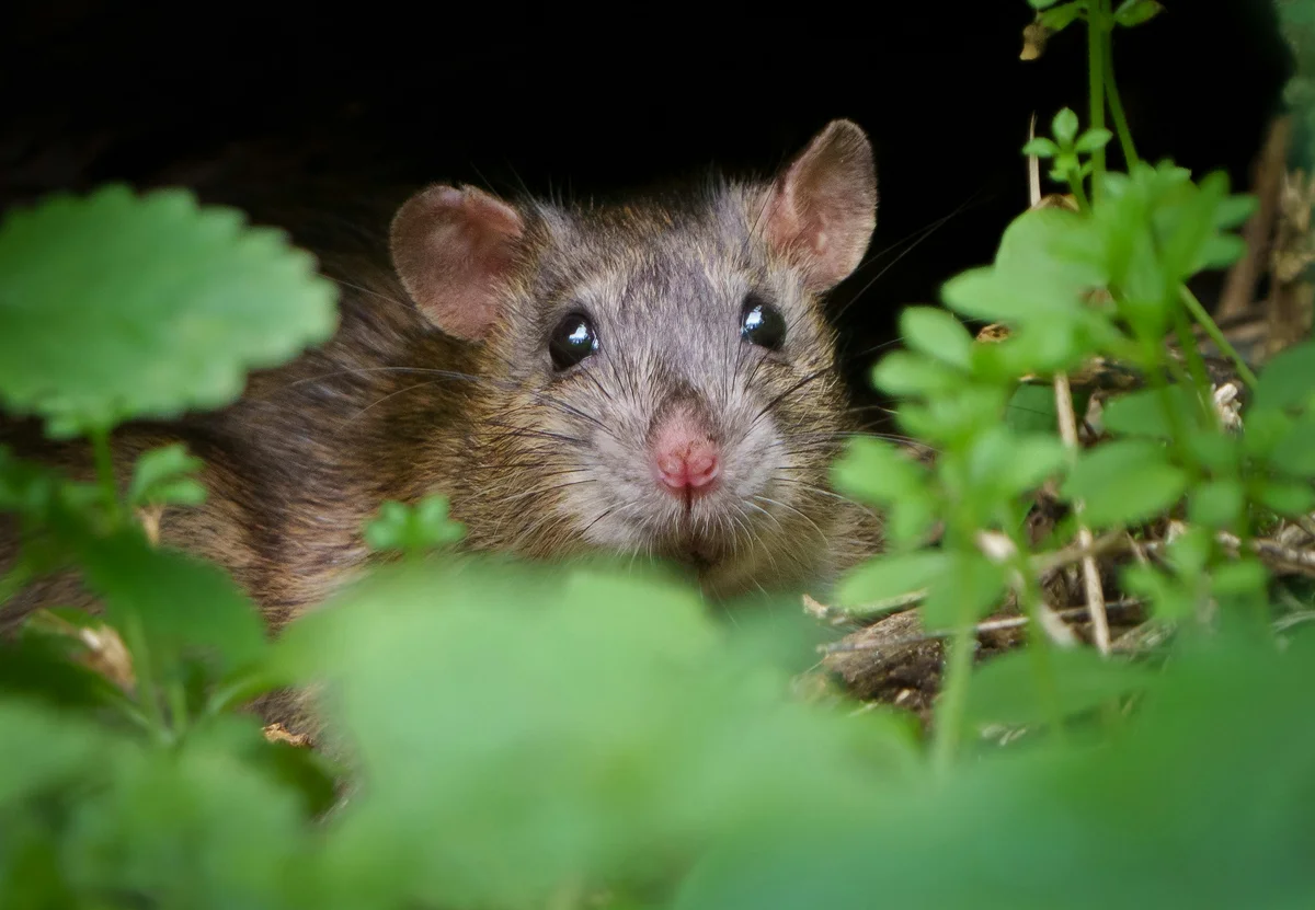 Ratten in Dortmund